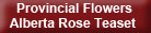 Provincial Flowers alberta rose